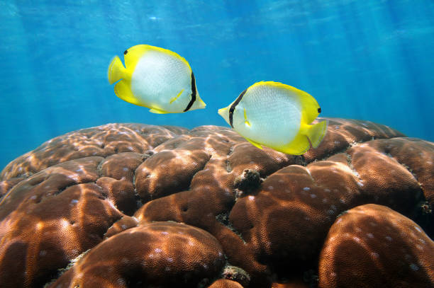Two colorful tropical fish Spotfin Butterflyfish, Chaetodon ocellatus, with hard coral in background, Caribbean sea,