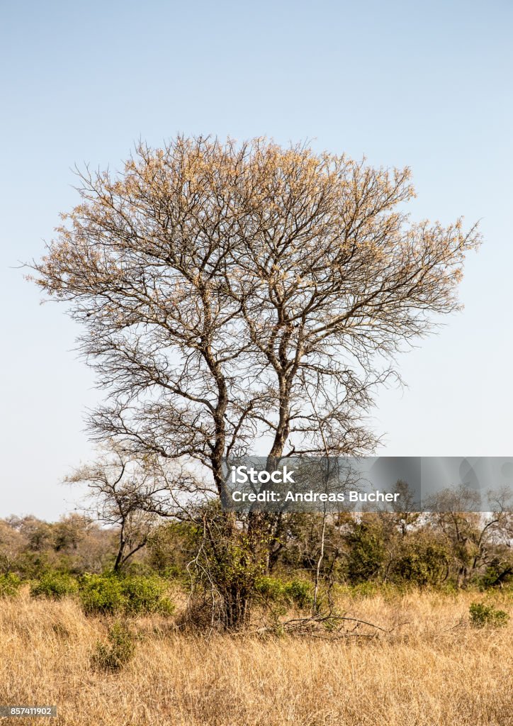 Tree in the Savanna Tree in South Africa Africa Stock Photo