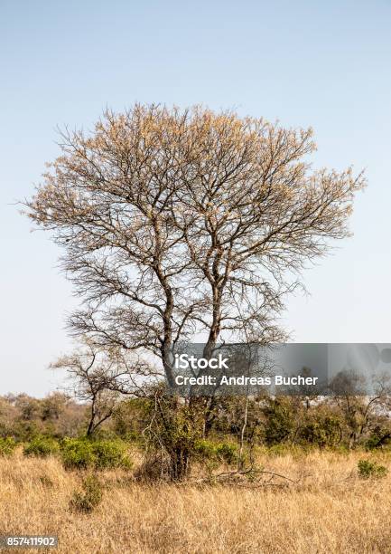 Tree In The Savanna Stock Photo - Download Image Now - Africa, Dramatic Landscape, Gold Colored