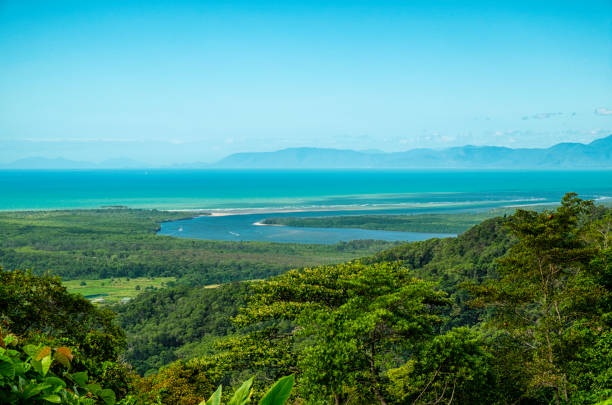 rzeka daintree i las deszczowy, north queensland, australia - rainforest forest river australia zdjęcia i obrazy z banku zdjęć