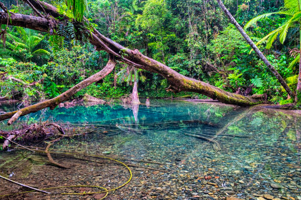 istock Pool In The Daintree Rainforest National Park 857415154