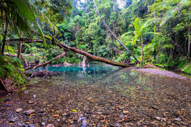 istock Pool In The Daintree Rainforest National Park 857415412
