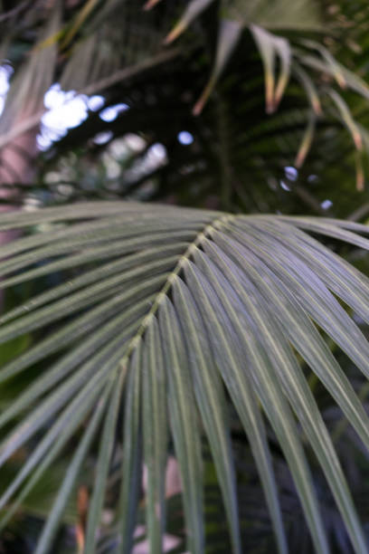istock Leaf of Ptychosperma elegans Arecaceae lilac palm 857415512