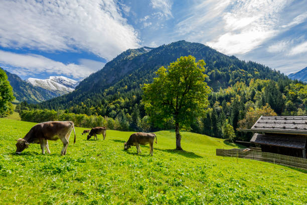 istock Cows grazing with awesome Mountain Panorama/ Bavaria 857418348