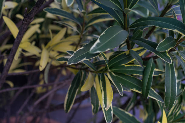 istock Leaves from Nerium Oleander Apocynaceae Plant from the Mediterranean Sea 857418906