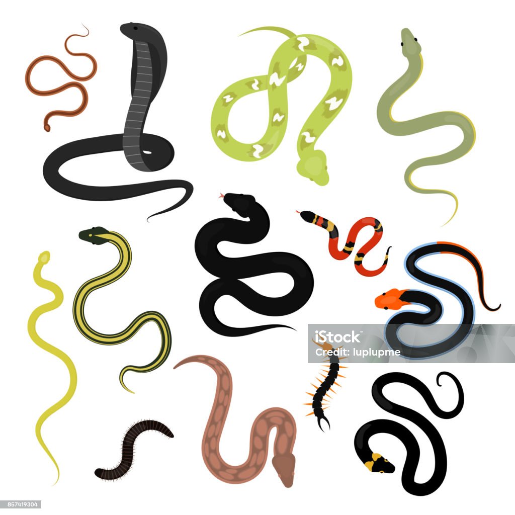 Animales reptiles de serpiente diferentes de dibujos animados conjunto de vectores - arte vectorial de Serpiente libre de derechos
