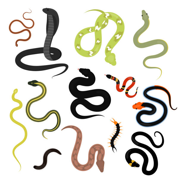 ilustrações, clipart, desenhos animados e ícones de animais de réptil cobra diferente dos desenhos animados set vector - snake cobra cartoon rattlesnake