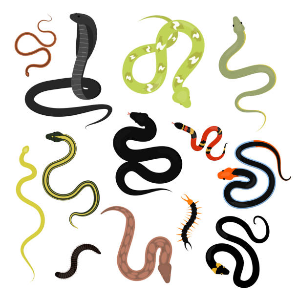 Different snake reptile animals cartoon vector set Different snake reptile animals cartoon vector set. Flat python symbol venom predator toxic animal. Cartoon danger tongue poisonous. Common reptile vector set illustration. venom symbol stock illustrations