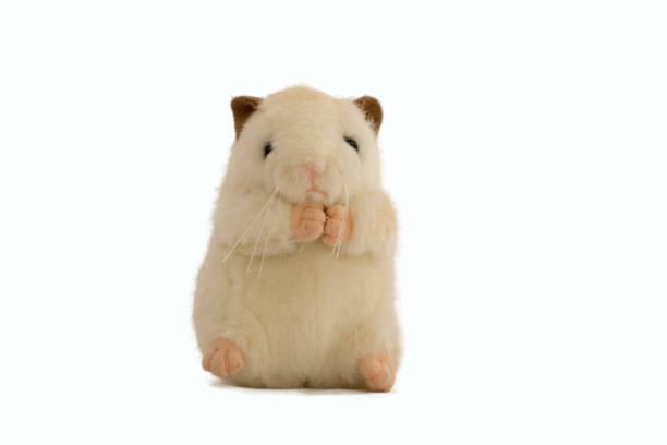 Stuffed animal rat toy,Isolated on white background.