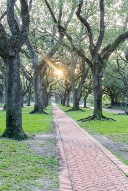 istock Live oak tree tunnel at sunrise in Houston, Texas, USA 857425880