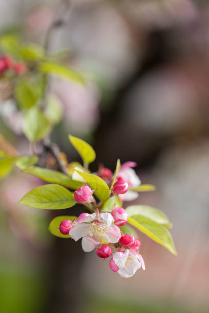 りんごの花の枝に - 12014 ストックフォトと画像