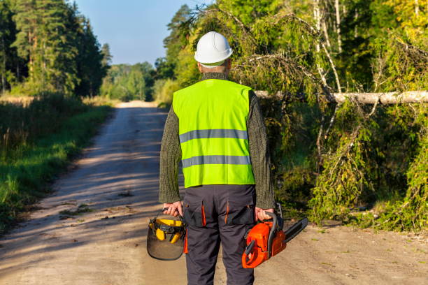 istock Forestry worker near broken and fallen spruce on the road 857426378