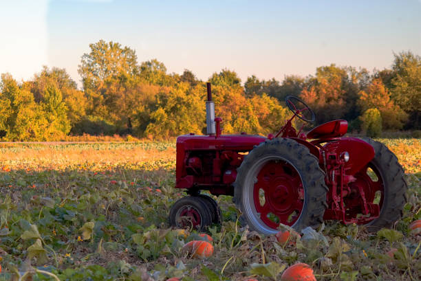 istock Red Tractor in a field of pumpkin 857426604