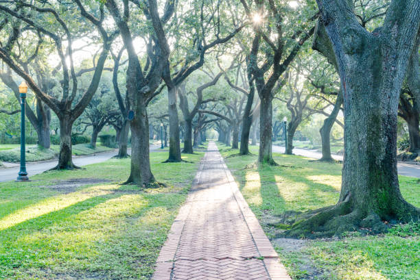 istock Live oak tree tunnel at sunrise in Houston, Texas, USA 857426820