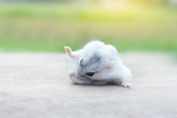 istock Hamster winter white cleaning hair 857433858
