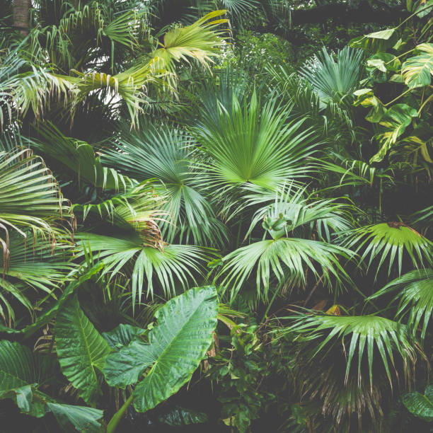 istock beautiful palm leaves of tree in sunlight 857438084