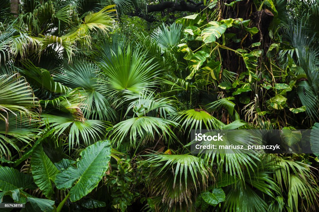 beautiful palm leaves of tree in sunlight Rainforest Stock Photo