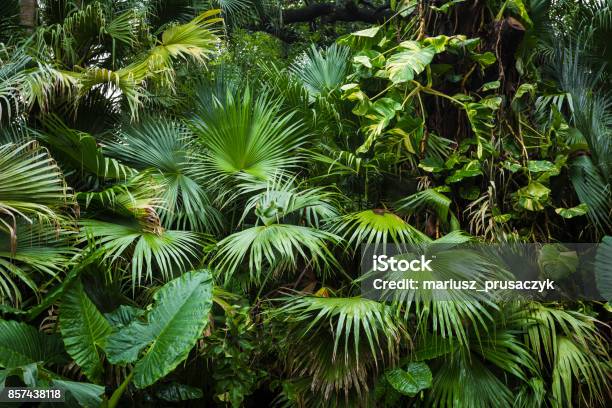 Beautiful Palm Leaves Of Tree In Sunlight Stock Photo - Download Image Now - Rainforest, Forest, Backgrounds