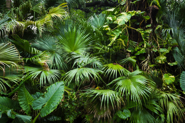 piękne liście palmowe drzewa w słońcu - egzotyka obrazy zdjęcia i obrazy z banku zdjęć
