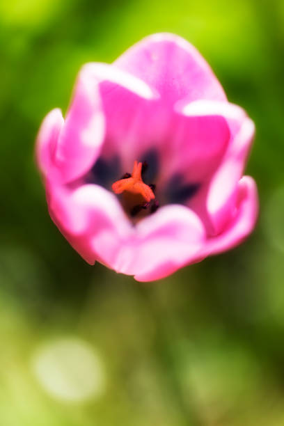 tulipe rose - 13431 photos et images de collection