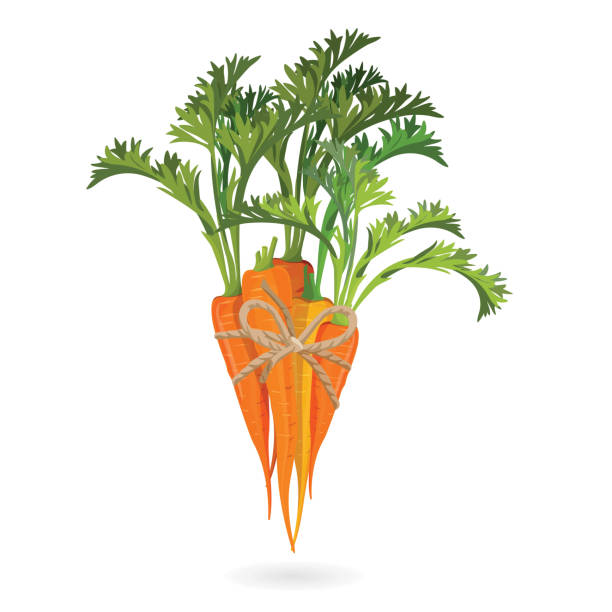 ilustrações, clipart, desenhos animados e ícones de bando de cenouras vinculado pela ilustração vetorial realista de corda isolado - carrot isolated white carotene