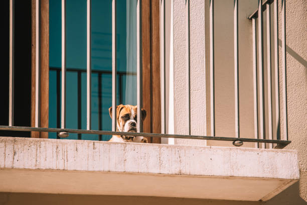 White pure breeded small dog standing in old wooden window and barking on street on light orange peeling flat wall background, horizontal picture