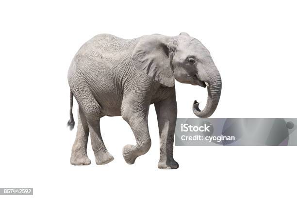 African Elephant Stock Photo - Download Image Now - White Background, African Elephant, Appearance