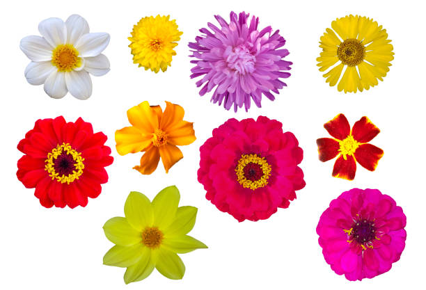 istock Bright flowers isolated on white background. 857446458