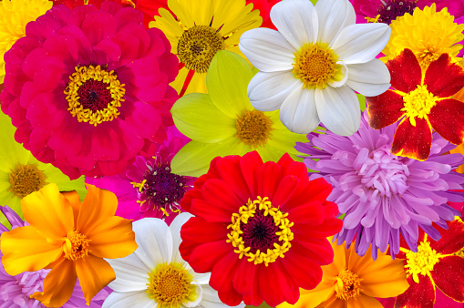 Mix of bright large flowers, background.