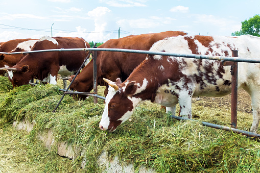 Paddock Sapi Sapi Di Paddock Gambar Pastoral Pada Sapi Foto Stok - Unduh Gambar ...