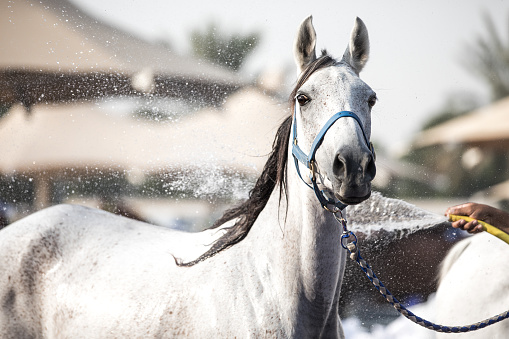 A relaxed Arabian horse enjoying a refreshing shower.