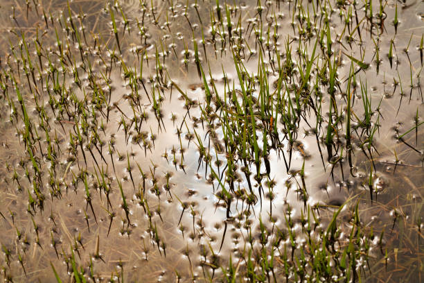 grama verde na água - 16368 - fotografias e filmes do acervo