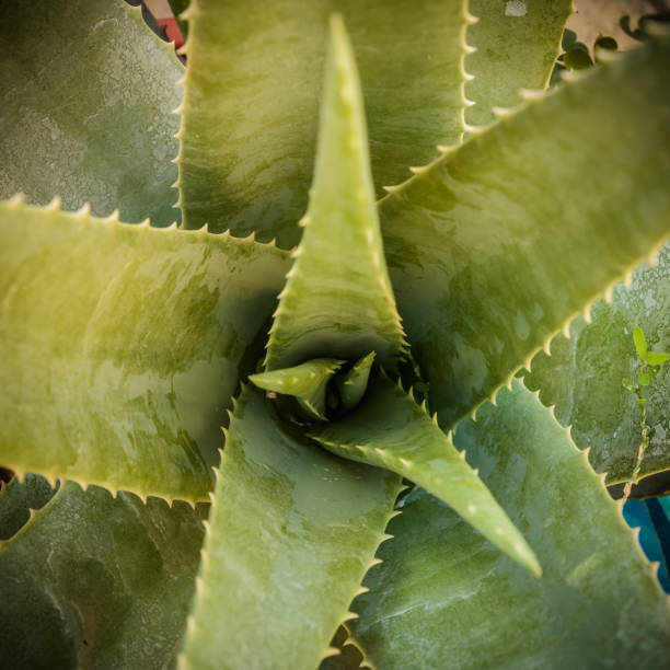 istock aloe plant leaves 857456768