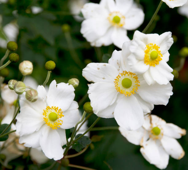 This beautiful Anemone cultivar (Limburg, Netherlands).