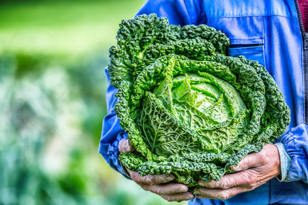 istock Senior farmer holding in hands fresh kale cabbage 857464040