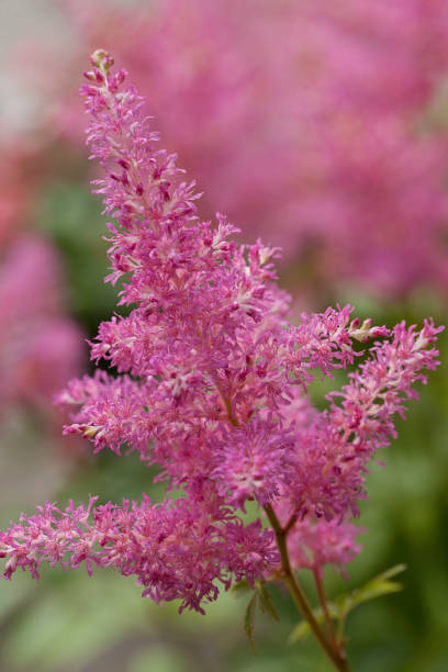 istock wild flower in pink color 857464720