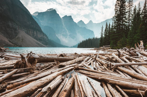 rinde holz in der moraine lake im banff national park - woods reflection famous place standing water stock-fotos und bilder