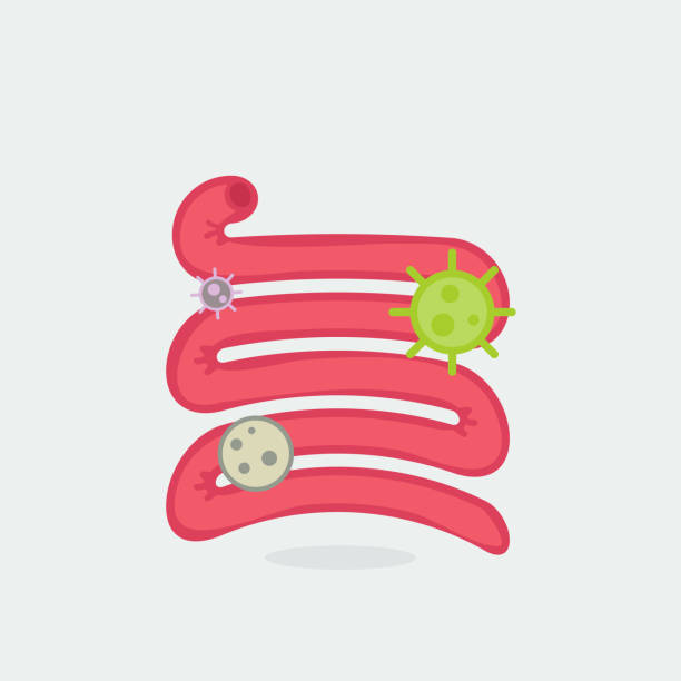 Small Insetine Vector Intestinal Gland Illustrations Illustrations, Royalty-Free Vector ...