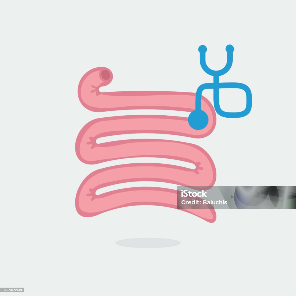 Small Insetine Vector Small Intestine Vector Illustration Stock Illustration - Download Image ...