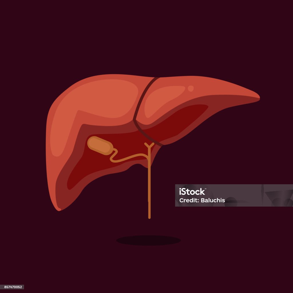 Liver Volume Vector Liver Vector Illustration Stock Illustration - Download Image Now ...