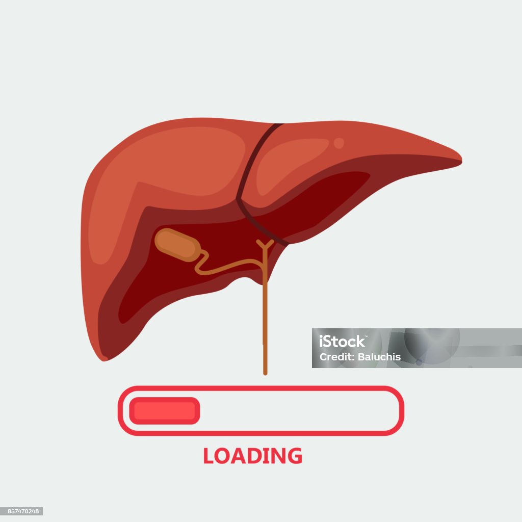 Liver Volume Vector Liver Vector Illustration Stock Illustration - Download Image Now ...