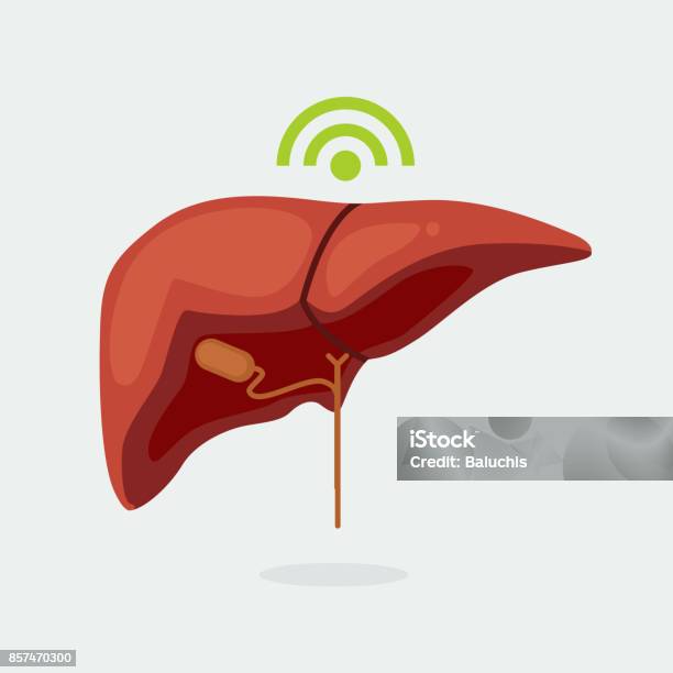 Liver Image Vector Liver Vector Illustration Stock Illustration - Download Image Now ...