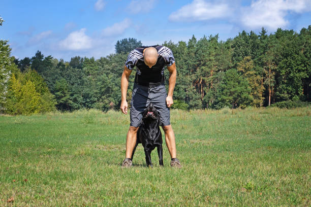 istock Man training with dog in the park at sunny day. 857474740