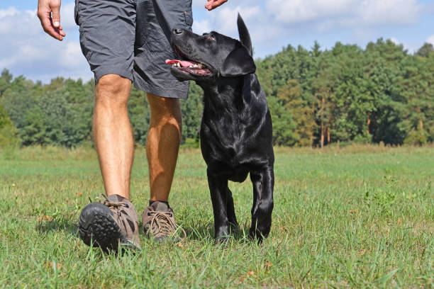 człowiek chodzić z psem w parku w słoneczny dzień. - action dog outdoors animal trainer zdjęcia i obrazy z banku zdjęć