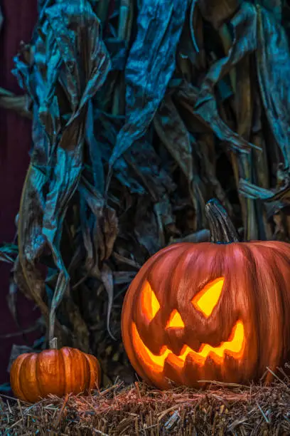 A carved glowing scary Jack O' Lantern with a smaller pumpkin sitting on a bale of straw with dried corn stalks and a weather red barn wall in the background at night under a blue moon light.