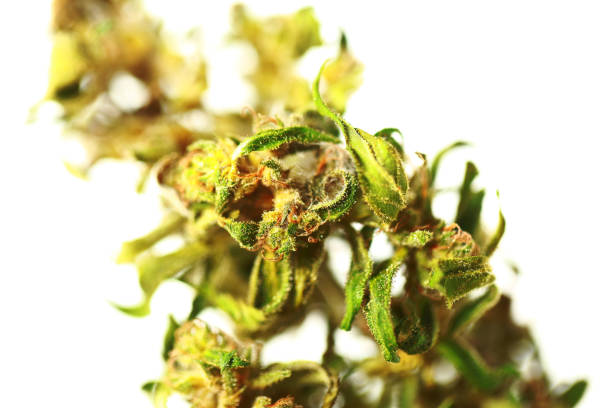 mold growth on cannabis inflorescence stock photo