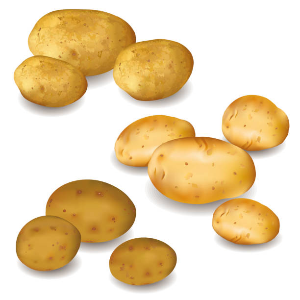 набор овощей картофель изолирован на белом фоне - raw potato isolated vegetable white background stock illustrations