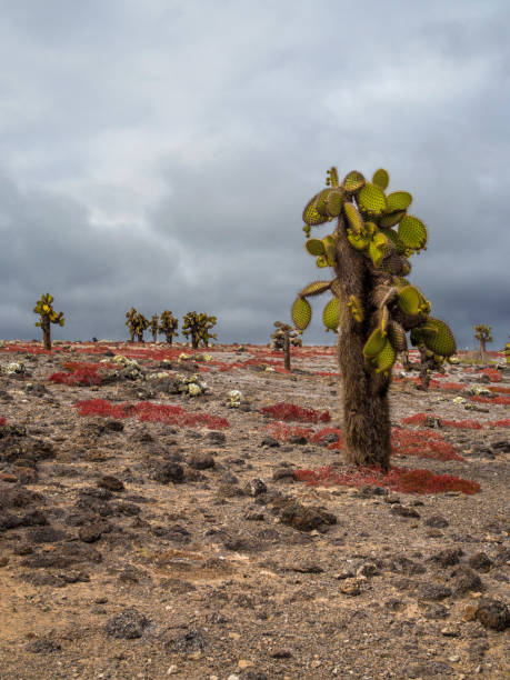 istock Cactus Trees 0n South Plaza Island - Galapagos, Ecuador 857485760