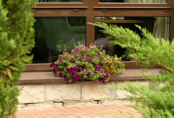 istock petunias on the window 857486488