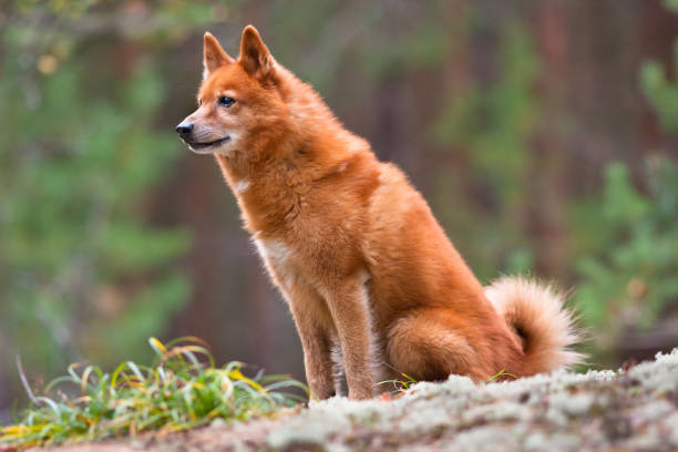 finnish spitz portrait of finnish spitz outdoors on blurred background finnish spitz stock pictures, royalty-free photos & images